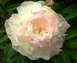 Пион травянистый Роз Мари (Rose Marie)