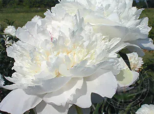 Пион Генри А. Сасс (Paeonia Henry A. Sass)