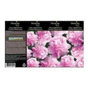 Саженец Blooming Life Пион травянистый Голубая Жемчужина 200 г