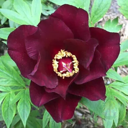 Пион Чиф Блэк Хоук / Paeonia Chief Black Hawk (Стандартная деленка, 2-3 почки, пр-во Европа)
