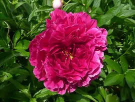 Paeonia Old Faithful Пион Олд Фейтфул