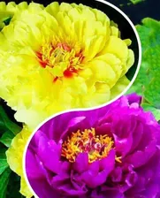Пион древовидный, комплект из 2-х сортов "Царица сада" (Queen of the Garden) 2шт саженцев