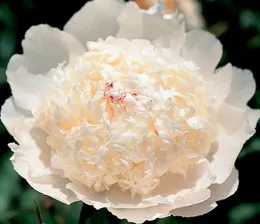Пион Paeonia Festiva Supreme 2/3