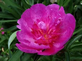 Paeonia Madame Butterfly Пион Мадам Баттерфляй