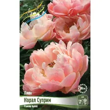 Пион Корал Суприм 2/3 1шт (Колорлайн)