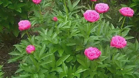 Joker Peony 2014