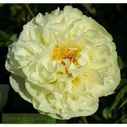 Пион Лемон Шифон (Paeonia Lemon Chiffon)