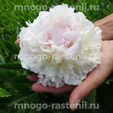 Пион молочноцветковый Блаш Куин
