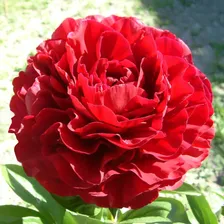 Пион Ред Сара Бернар 'Red Sarah Bernhardt'