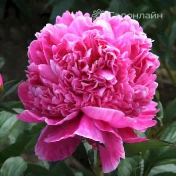 Пион Мадам Эмили Дебатен (Paeonia Madame Emile Debatene / Mme Emile Débatène)
