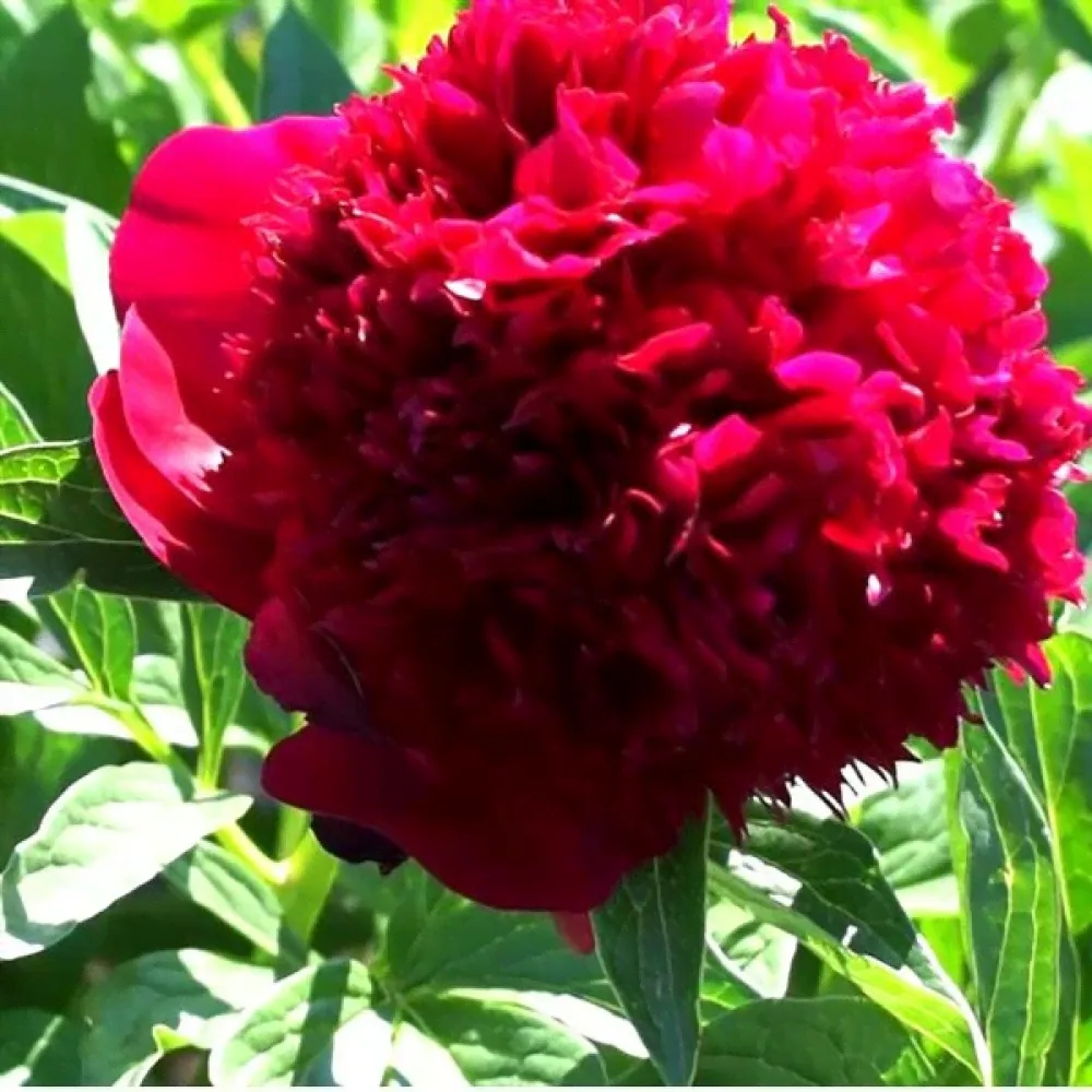 Саженцы Пион Red Charm (Ред Шарм)-0