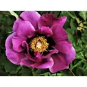 Пион древовидный "Purple"