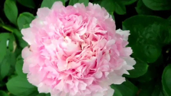 Peony Angel Cheeks - www.peonyshop.com