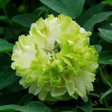 пион древовидный Lu Mu Ying Yu (Green Jade)-0