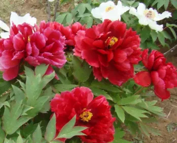 Пион древовидный Ароматное воспоминание (Paeonia Suffruticosa Fang ji, Hoki, Houki )-0