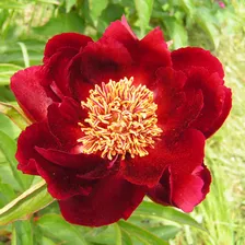 Пион Paeonia Illini Belle 3/5