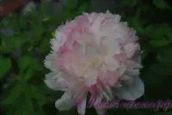 Пион травянистый 'Мутабилис Плена' / Paeonia 'Mutabilis Plena'