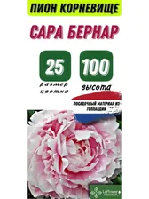 Пион Корневище, Сара Бернар, 1шт