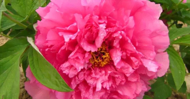 Paeonia Zhu Sha Hong Пион Живой румянец