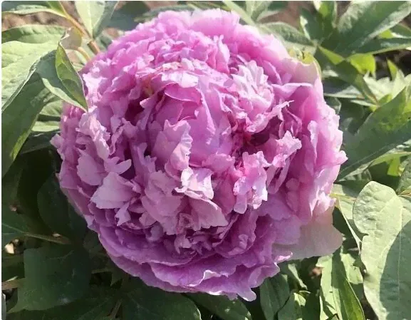 Пион древовидный Цин Цуй Лань (Paeonia Qing cui lan/Lavender Blue) C5