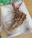 Растение Корневище Пион Дюшес де Немоурс