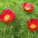 Пион узколистный / Paeonia tenuifolia L.