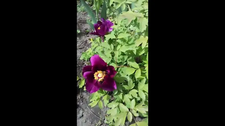 Цветение древовидного пиона"Фиолетовый лотос"