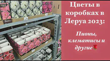 Цветы из коробок.Часть2. Прогулка в Леруа: клематисы, пионы,ирисы,лилии🌷🌸🌼🌻