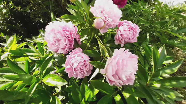 Пион ГРАЦИЕЛЛА / Paeonia GRAZIELLA - ОБЗОР, ОПИСАНИЕ, ЦВЕТЕНИЕ, ОТЗЫВ
