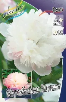 Пион лекарственный Mutabilis Plena (C3-C5)