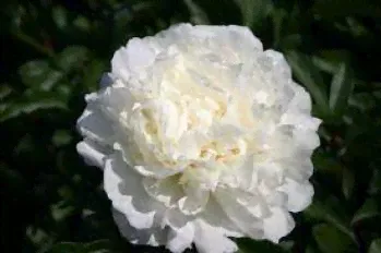 Пион Мадам Эдвард Хардинг / миссис Эдвард Хардинг (Paeonia Madame Edward Harding / Missis Edward Harding)-0