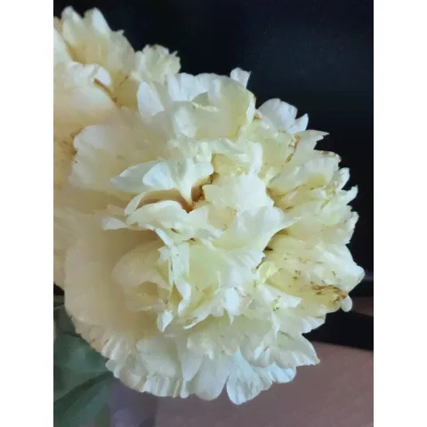 Пион WONDEROUS YELLOW-2