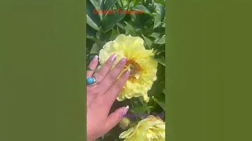 БАРТЗЕЛЛА или ГАРДЕН ТРЕЖЕ? Выбираем желтые ито-гибриды. #пионы #paeonia #пионовыйрай