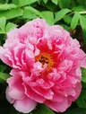 Пион древовидный светло-розовый "Light pink" (корневая окс)