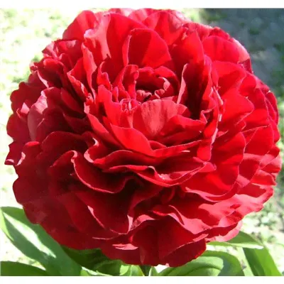 Пион травянистый Red Sarah Bernhardt-2
