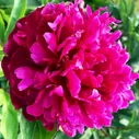 Пион Red Sarah Bernhardt (Ред Сара Бернард)