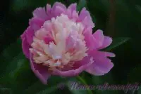 Пион травянистый 'Боул оф Бьюти' / Paeonia 'Bowl of Beauty'