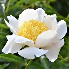 Пион Paeonia Moon of Nippon 2/3