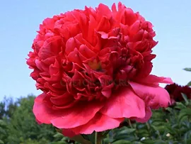 Пион Paeonia Command Performance 3/5