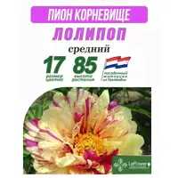 Пион Корневище, Лолипоп, 1шт (LeFlower)