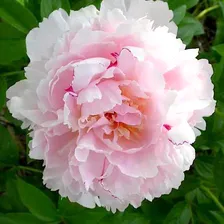 Пион 'Анжел Чиикс' / Paeonia lactiflora 'Angel Cheeks'