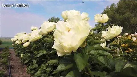 Peony Lemon Chiffon - Peony Plants and Roots online.