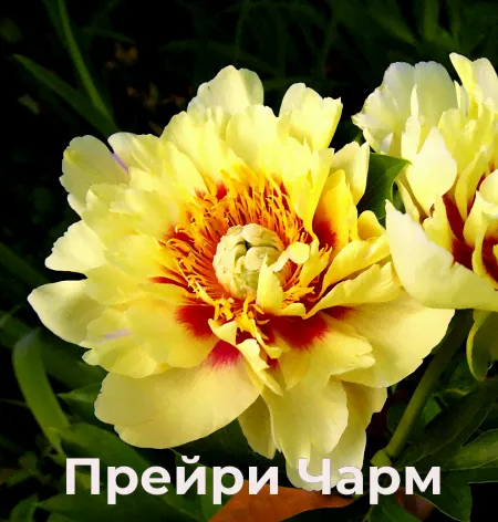 Пион-ИТО Прейри Чарм