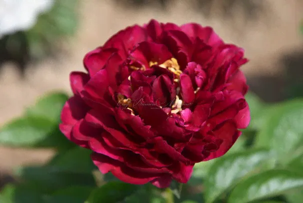 Пион древовидный Black Dragon Holding Blossom