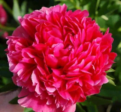 Paeonia Mary Jo Legare Пион Мэри Джо Леджер