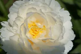 Пион травянистый Боул оф Крим (Bowl of Cream)