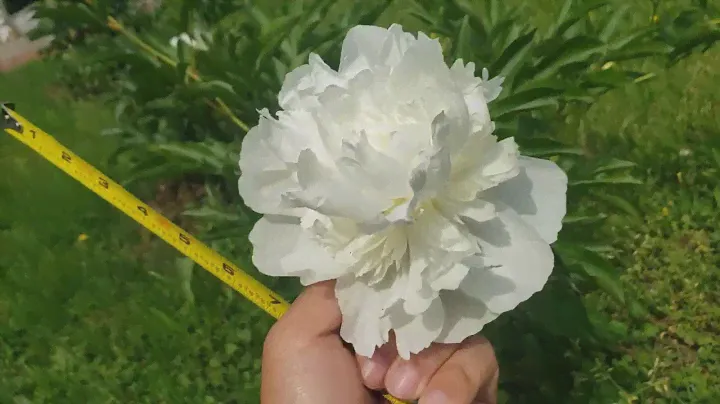 Shirley Temple peony