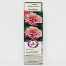 Пион древовидный (привитый на травянистый) Люкс "Зеленые Бобы ", 1 шт, туба, Весна 2024