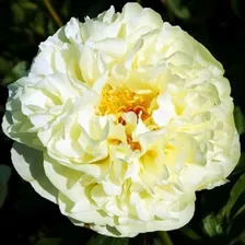 Саженцы Пион Lemon Chiffon (Лемон Шифон)