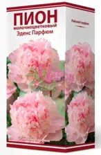 Пион Эденс Парфюм молочноцветковый 2-3. (1 шт) Поиск